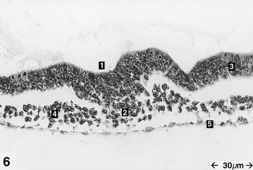 plaatje 6