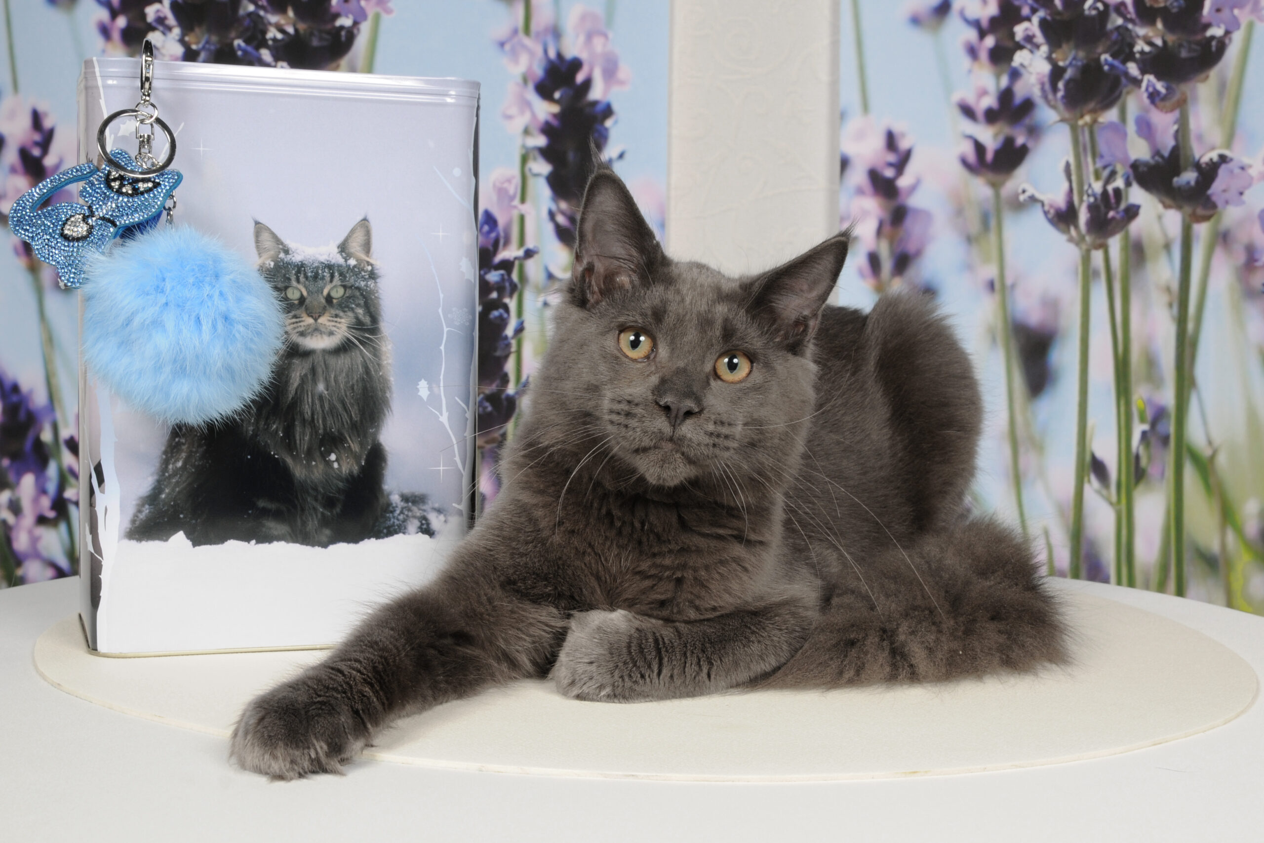 biv maine coon blauw